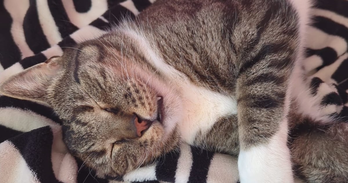 Heb jij Simcha of Mino gezien? Deze twee huisdieren worden in Vlaardingen vermist