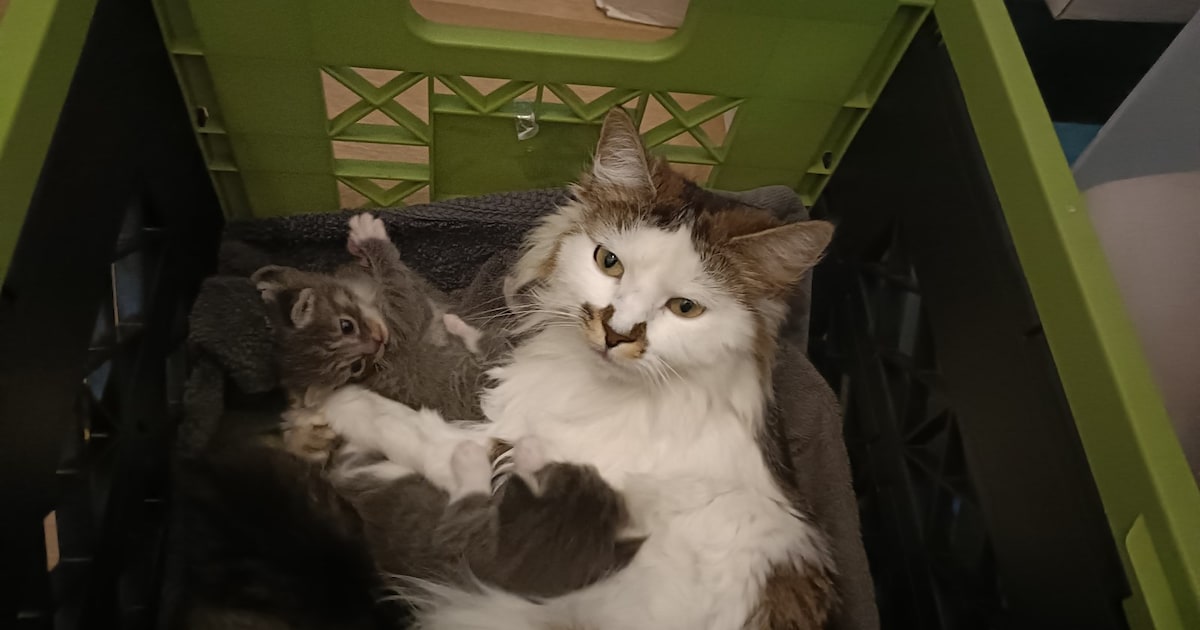 Heb jij Fenna gezien? Dit huisdier wordt in Oudewater vermist