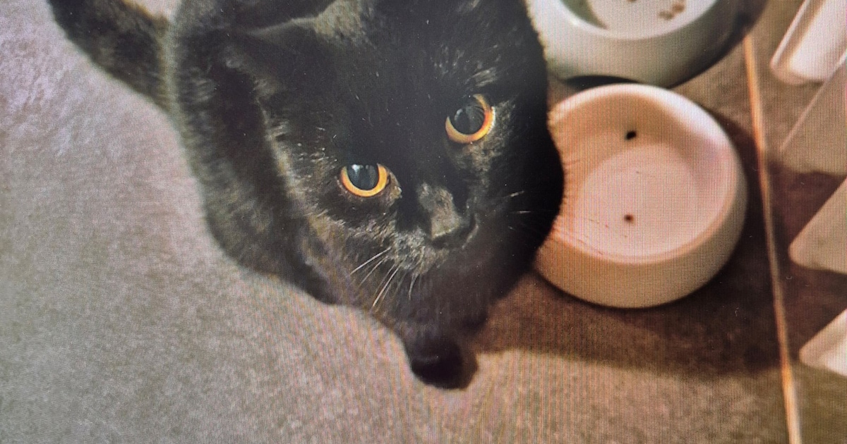 Heb jij Bennie gezien? Dit huisdier wordt in Teylingen vermist