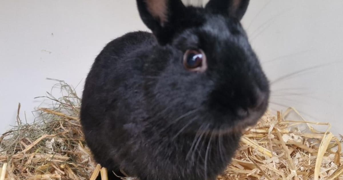 Heb jij Gomez gezien? Dit huisdier wordt in Kaag en Braassem vermist