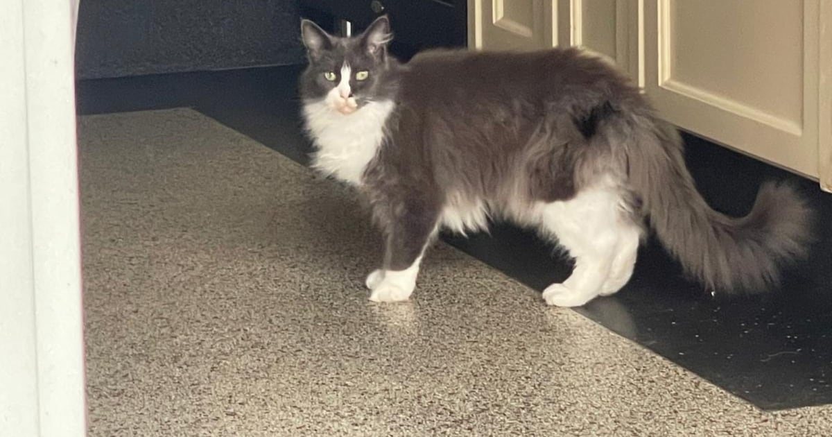 Heb jij Xiggi of Lolly gezien? Deze twee huisdieren worden in Reusel-De Mierden vermist