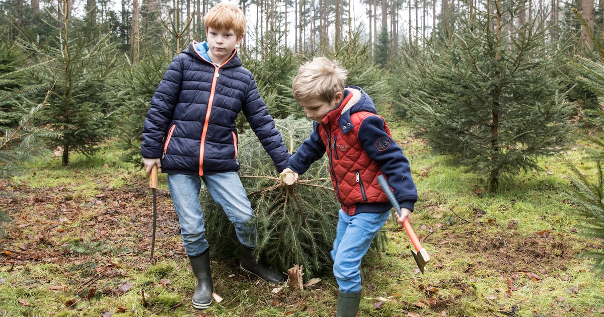 Dit weekend gratis duurzame kerstbomen te halen op Beegderheide in Maasgouw
