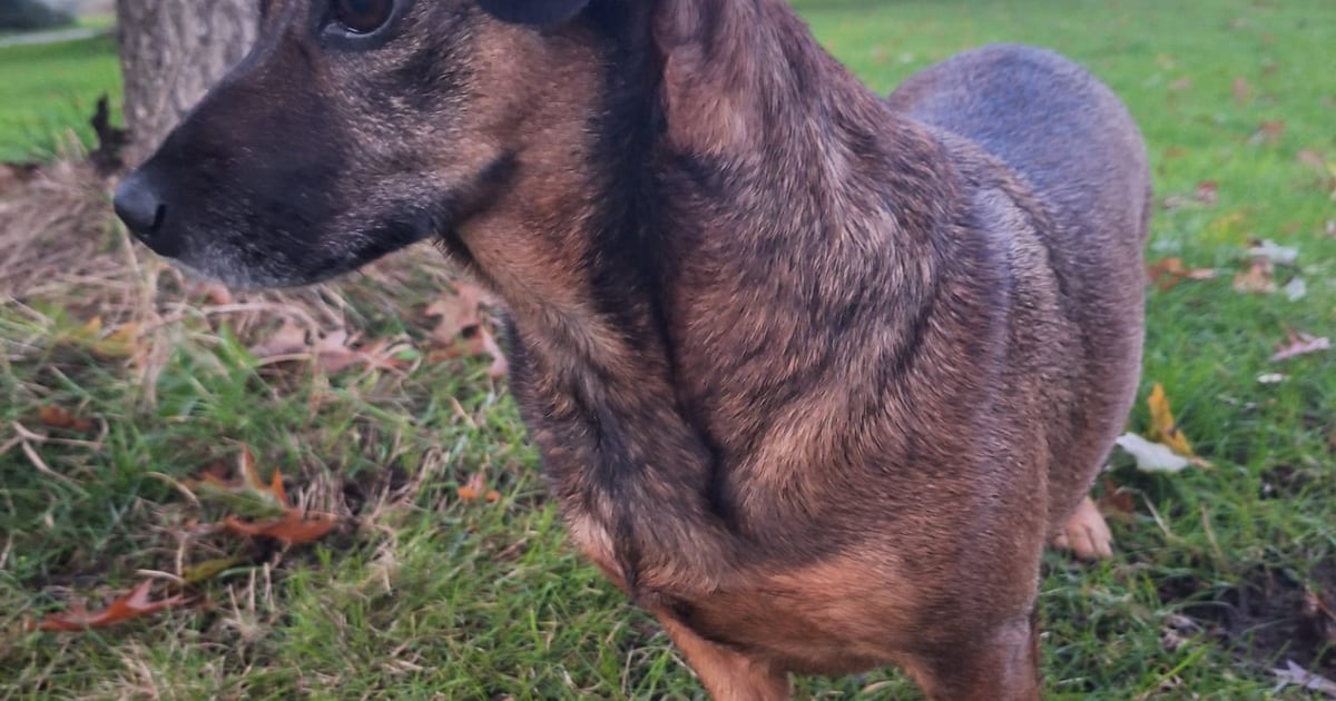 Heb jij Wendy gezien? Dit huisdier wordt in Westland vermist