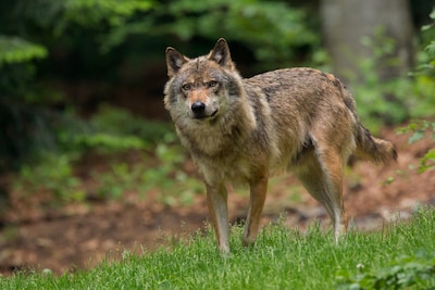 Twee wolven duiken op in Brabantse bossen, provincie gaat extra monitoren