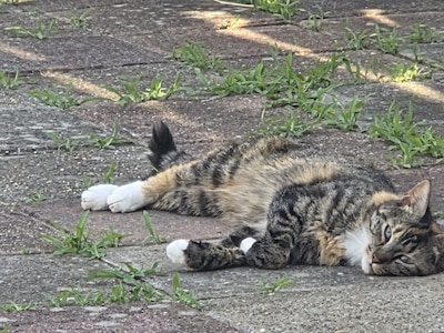 Heb jij Mia, Freya of Milo gezien? Deze vijf huisdieren worden in Zwolle vermist