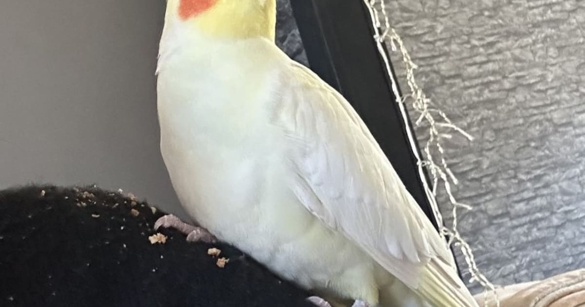 Heb jij Charley gezien? Dit huisdier wordt in Kerkrade vermist