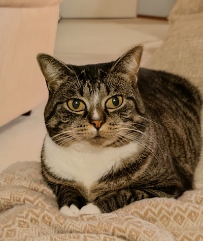 Heb jij Saartje, Timmie of Dina gezien? Deze vier huisdieren worden in Zoetermeer vermist