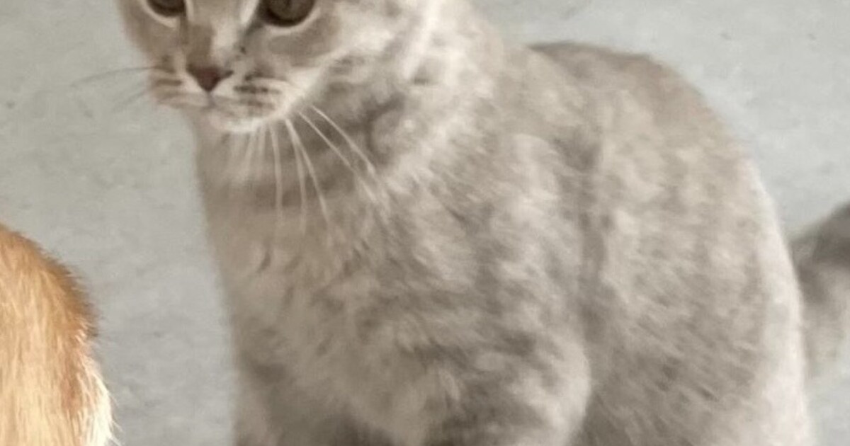 Heb jij Ted gezien? Dit huisdier wordt in Maassluis vermist