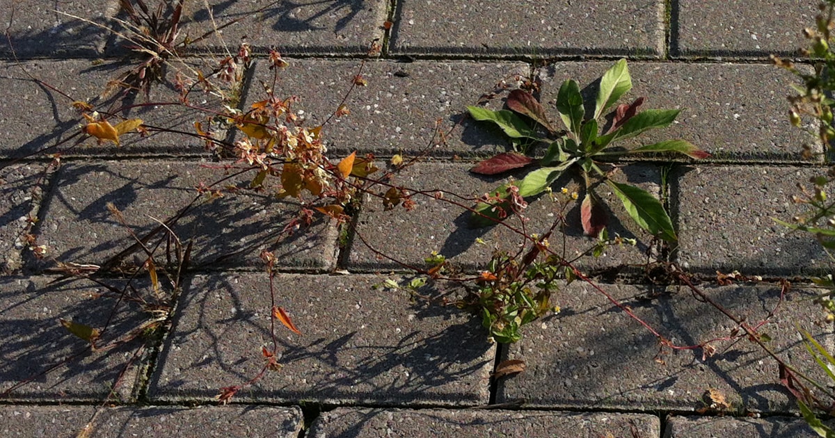 Onkruidbestrijding in meerdere kernen van Tholen