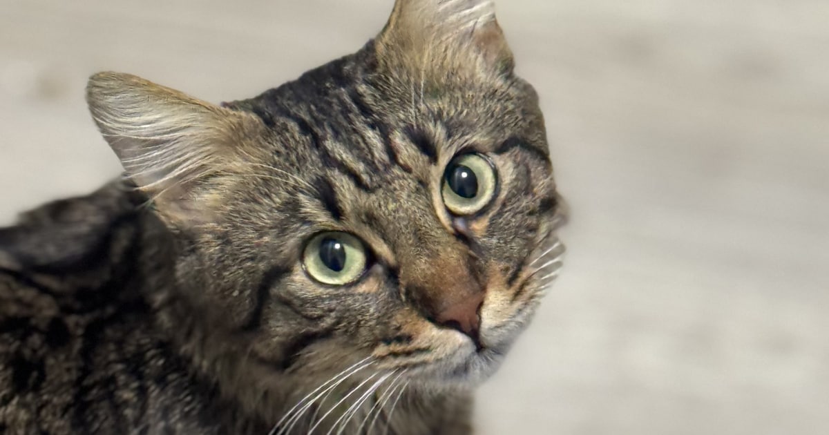 Heb jij Merlín of Pookie gezien? Deze twee huisdieren worden in Haarlemmermeer vermist