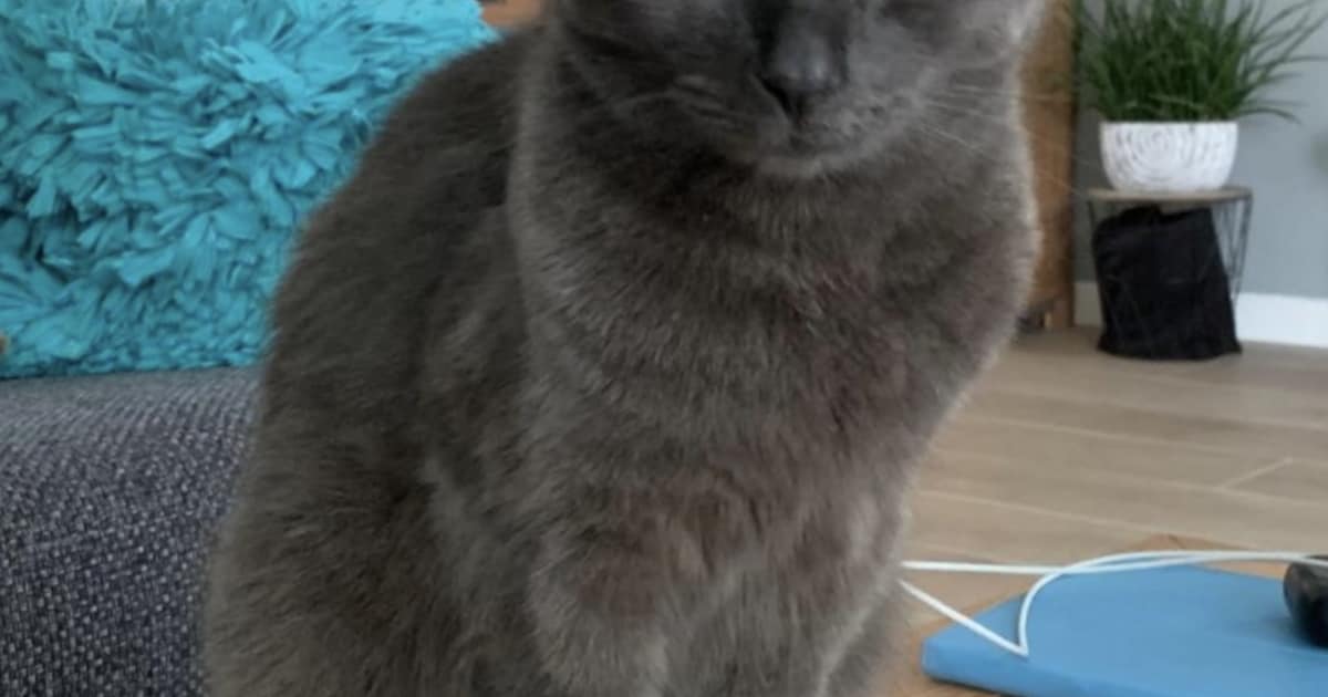 Heb jij Yuki gezien? Dit huisdier wordt in Lopik vermist