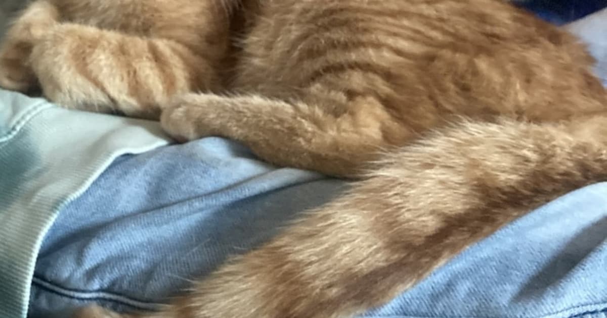 Heb jij Jip, Nala of Loki gezien? Deze drie huisdieren worden in Dantumadiel vermist