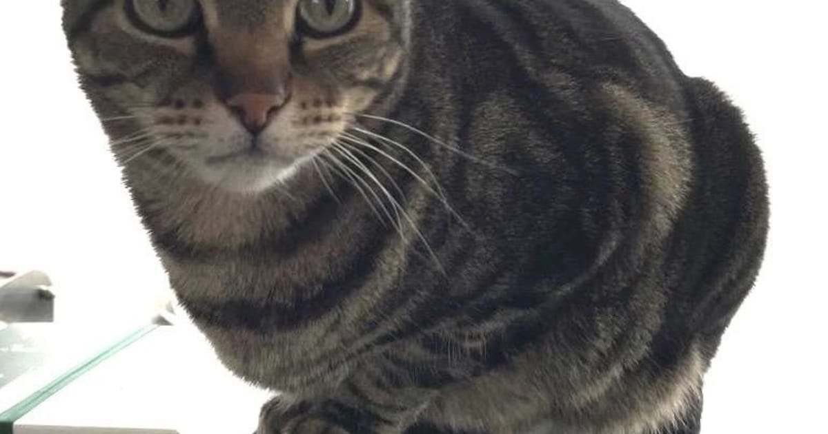 Heb jij Raphaël gezien? Dit huisdier wordt in Vught vermist