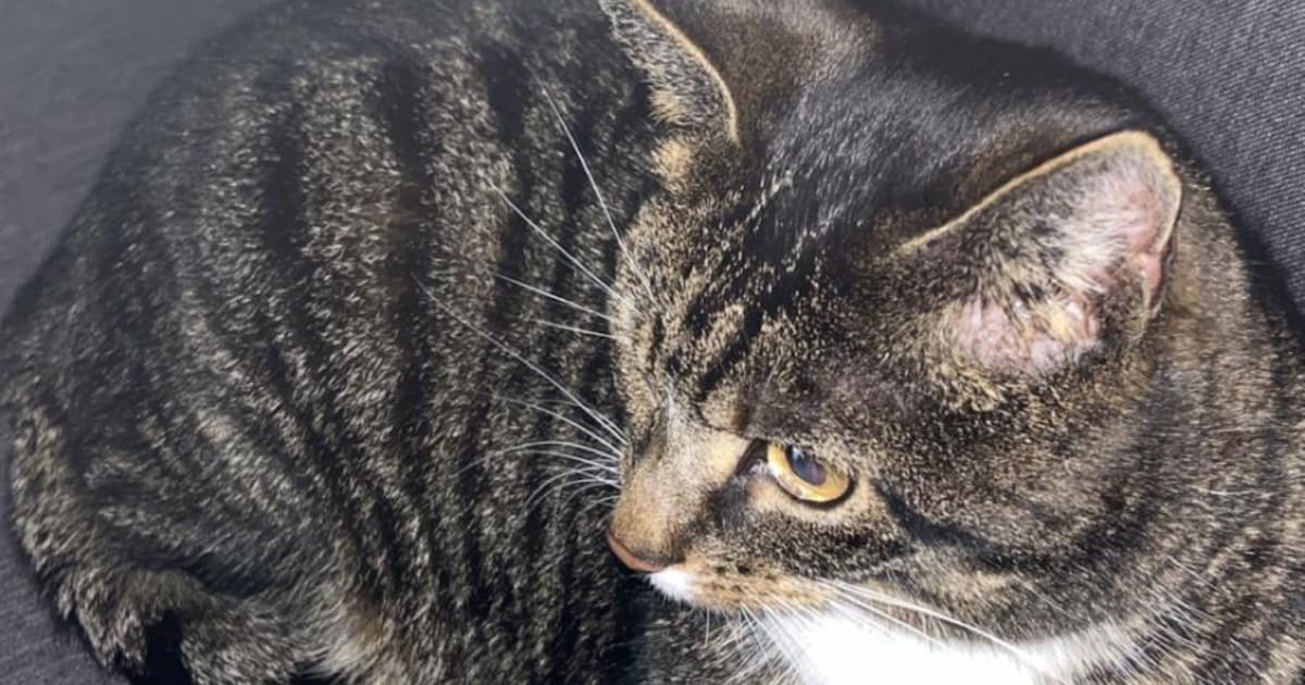 Heb jij Moos, Sammy of Max gezien? Deze vier huisdieren worden in Bergen op Zoom vermist