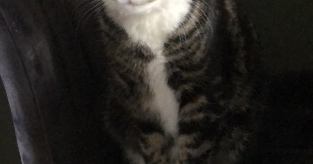 Heb jij Kenzi gezien? Dit huisdier wordt in Weststellingwerf vermist