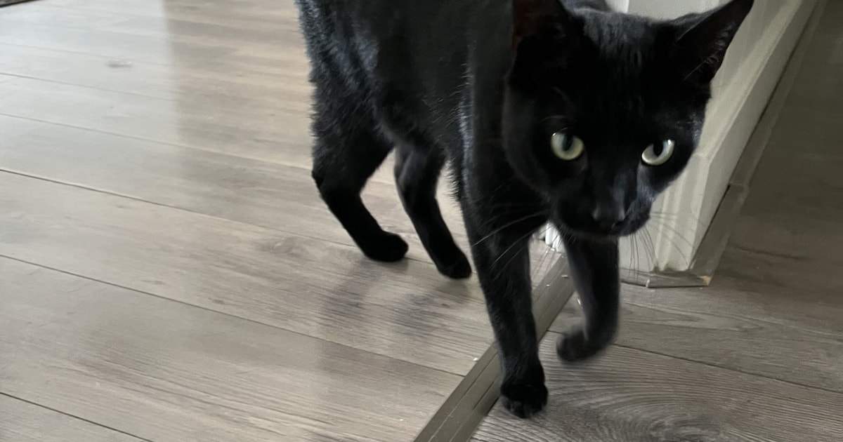 Heb jij Gucci, Totta of Dexter gezien? Deze vier huisdieren worden in Zeist vermist