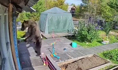 Beren zwerven door Russische woonwijken: dit jaar al 20 doden