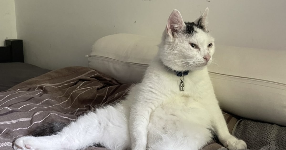 Heb jij Flocke, Menneke of Grumpie gezien? Deze vier huisdieren worden in Heerlen vermist