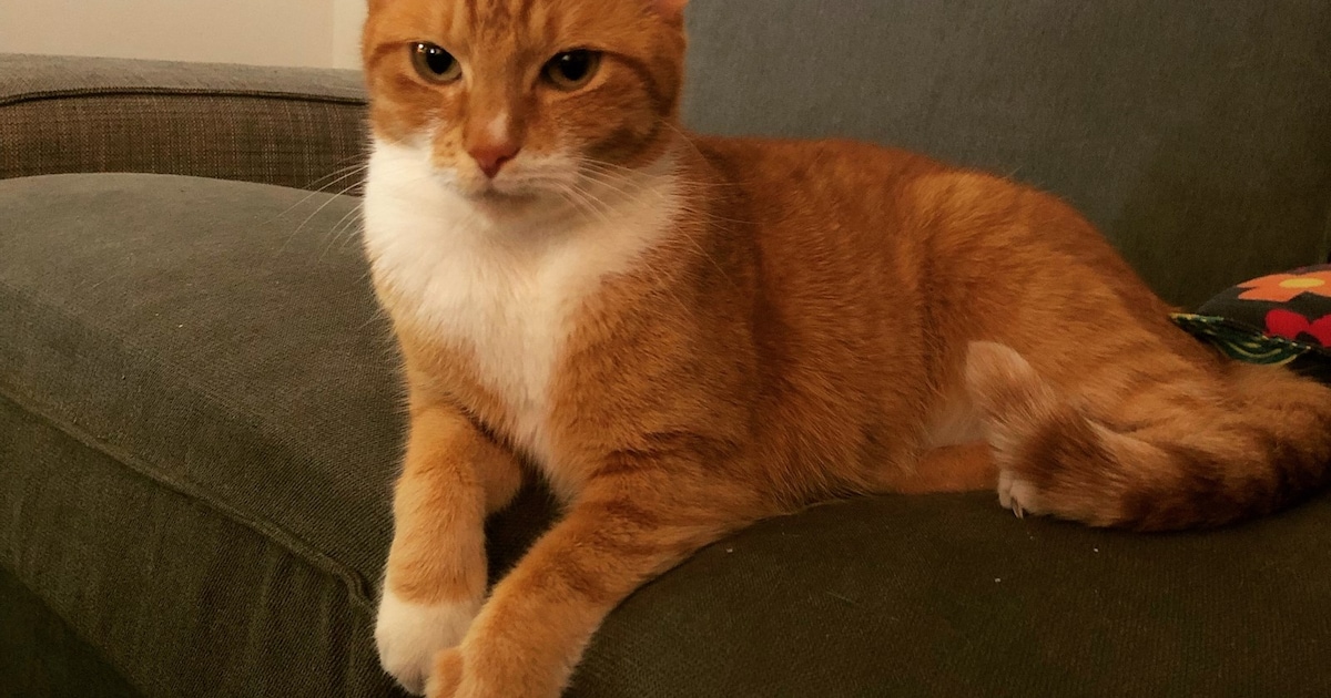 Heb jij Muis, Koen of Destiny gezien? Deze drie huisdieren worden in Noordenveld vermist