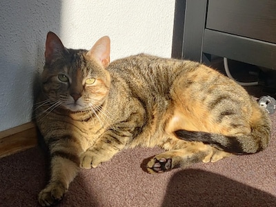 Heb jij Pip, Do of Simba gezien? Deze zeven huisdieren worden in Ede vermist