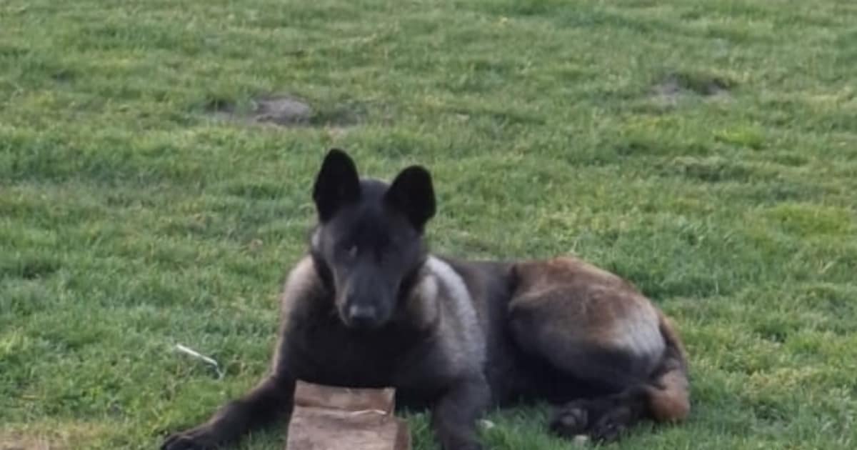 Heb jij Pukkie gezien? Dit huisdier wordt in Nederweert vermist