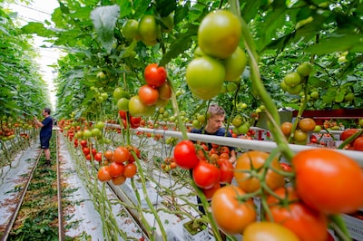Teler draait op voor 45 miljoen euro aan opgeëiste EU-subsidies: ‘Creëerde schijnwerkelijkheid’