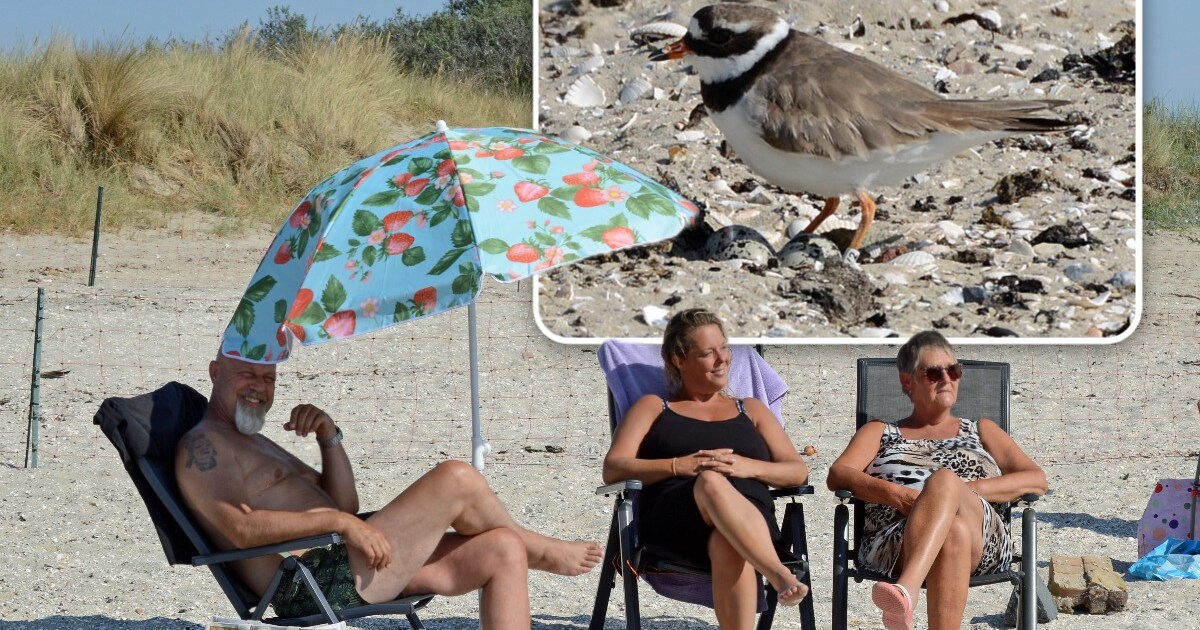 De bontbekplevier op het strandje bij zijn eieren. © Marieke Mandemaker