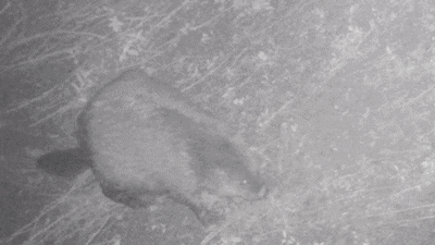 Bevers brengen dijken in gevaar met hun graafwerk, daarom volgen we ze nu op de voet