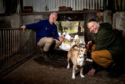 Peter en Teresa uit Heusden lopen 180 kilometer voor hun varkens: ‘Ze willen altijd naar buiten, maa
