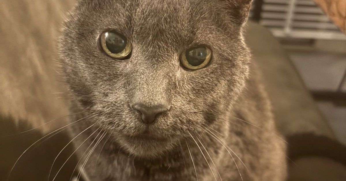 Heb jij Florus gezien? Dit huisdier wordt in IJsselstein vermist