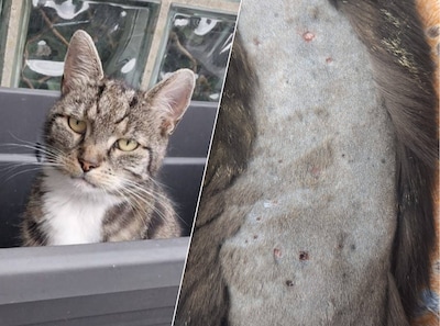 Kat Coco overleden na mishandeling en verkrachting: ‘Dat beeld krijg ik niet meer van mijn netvlies’