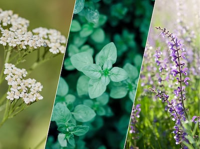Deze planten kunnen goed tegen droge zomers en natte winters én kun je nu nog in de grond zetten