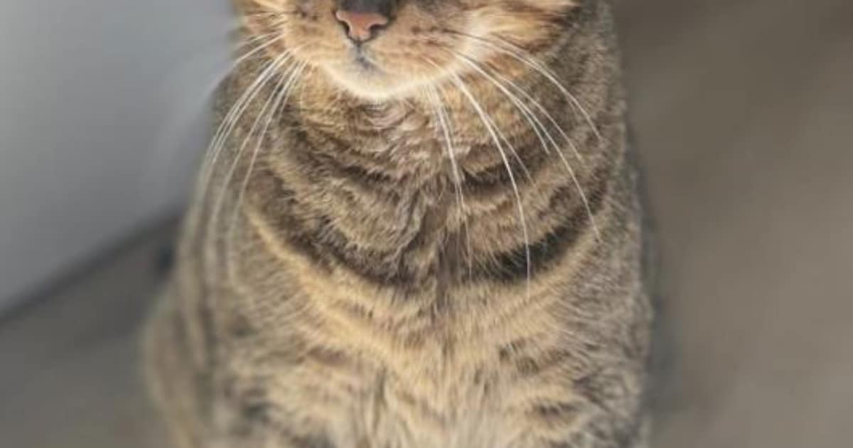 Heb jij Tommy of Nelson gezien? Deze twee huisdieren worden in Heiloo vermist