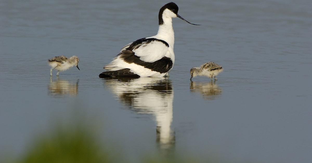 Polderhuis Westkapelle houdt vogelexcursie naar natuurgebied Noordervroon