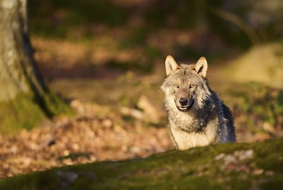 De wolf duikt op bij Geldermalsen en dat baart zorgen