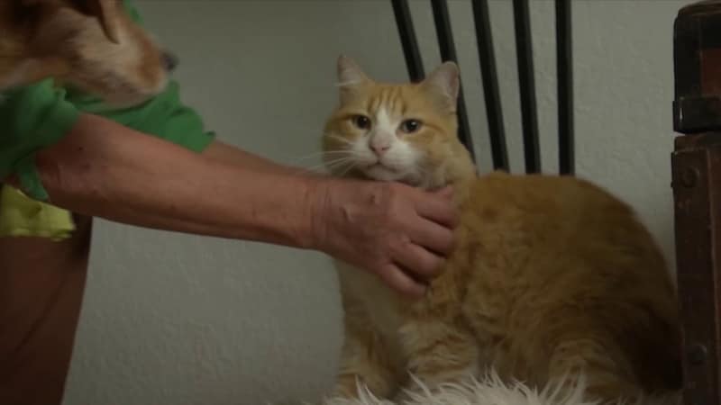 De Franse kater Rémi moet binnen blijven omdat zijn plasjes bij de buren baasje Dominique Valdès al 1.250 euro hebben gekost. (31/10/25)