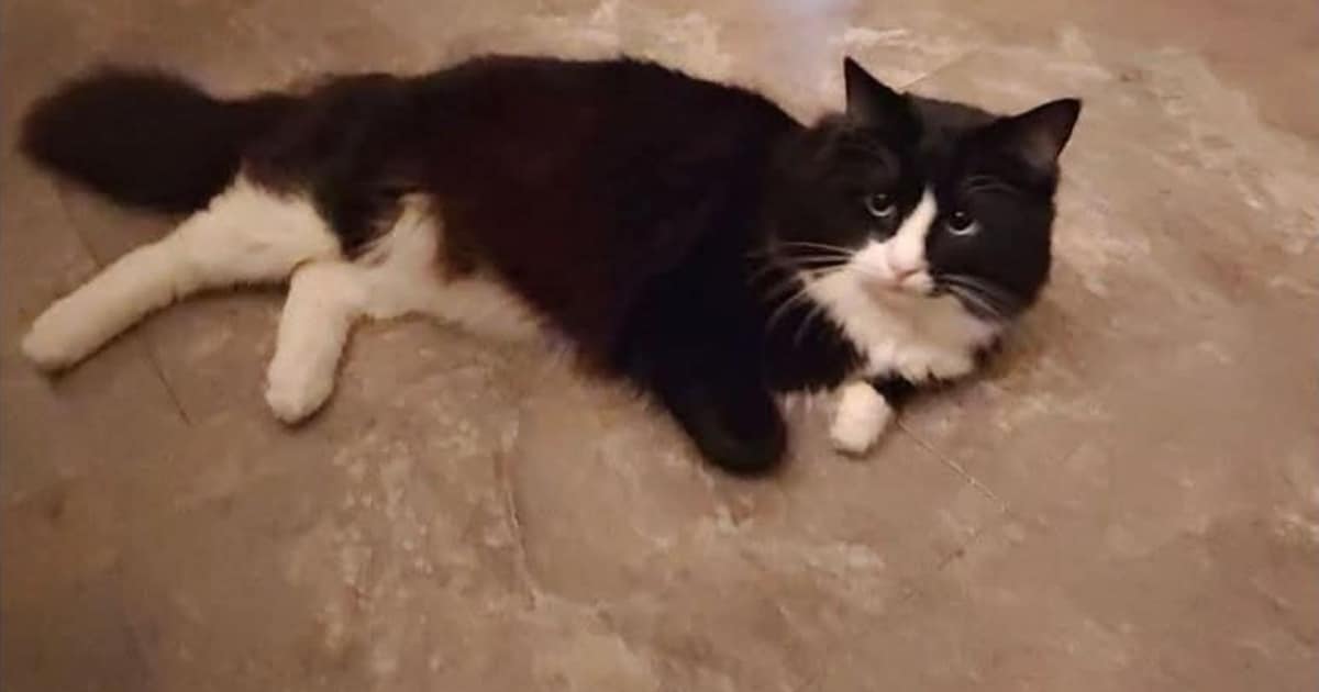 Heb jij Tientje of Kerel gezien? Deze twee huisdieren worden in Rucphen vermist