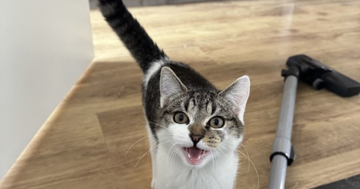 Heb jij Lily gezien? Dit huisdier wordt in Roermond vermist