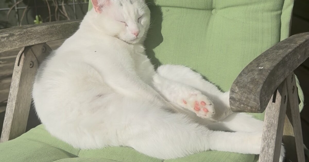 Heb jij Simmy gezien? Dit huisdier wordt in Zandvoort vermist