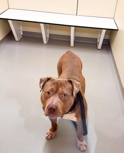 American Bully XL-hond ‘gearresteerd’ na bijten van persoon tijdens ruzie