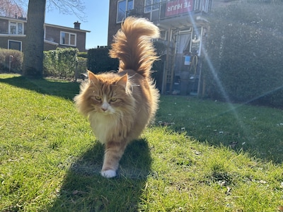 Heb jij Simba, Jet of Snooze gezien? Deze vijf huisdieren worden in Delft vermist