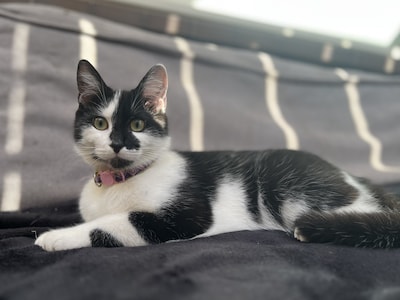 Heb jij Lillith, Miah of Dante gezien? Deze drie huisdieren worden in Doetinchem vermist