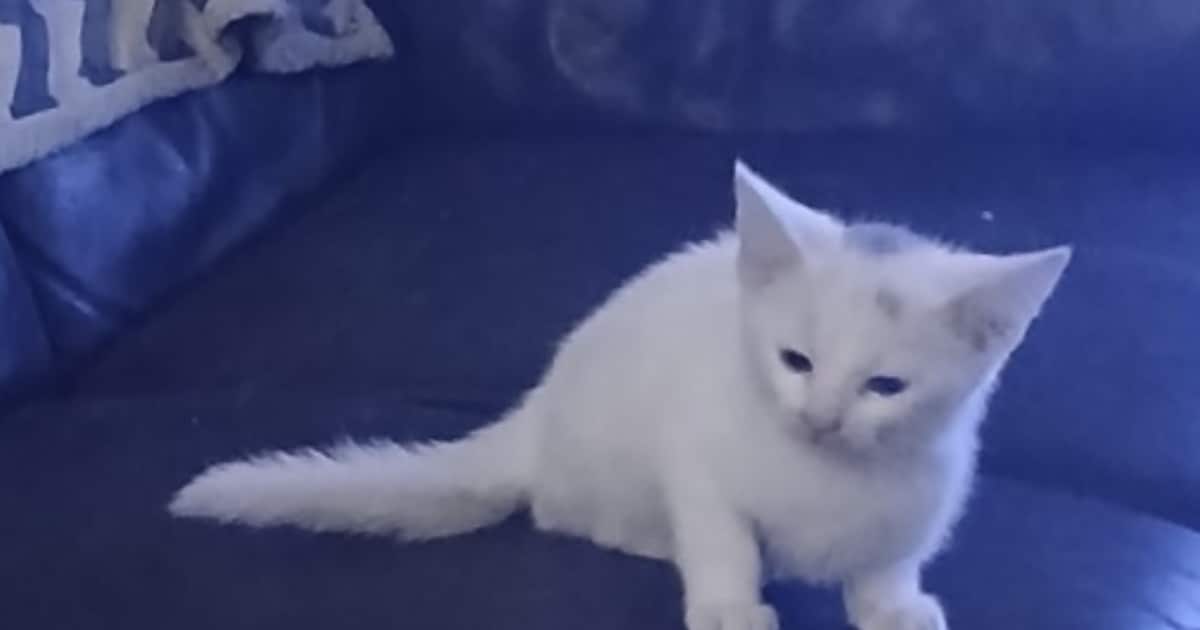 Heb jij Angel gezien? Dit huisdier wordt in Stadskanaal vermist