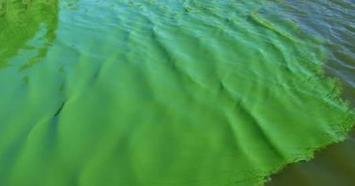 Blauwalg aangetroffen in vijver langs de Zijdevlinder in Nijkerk