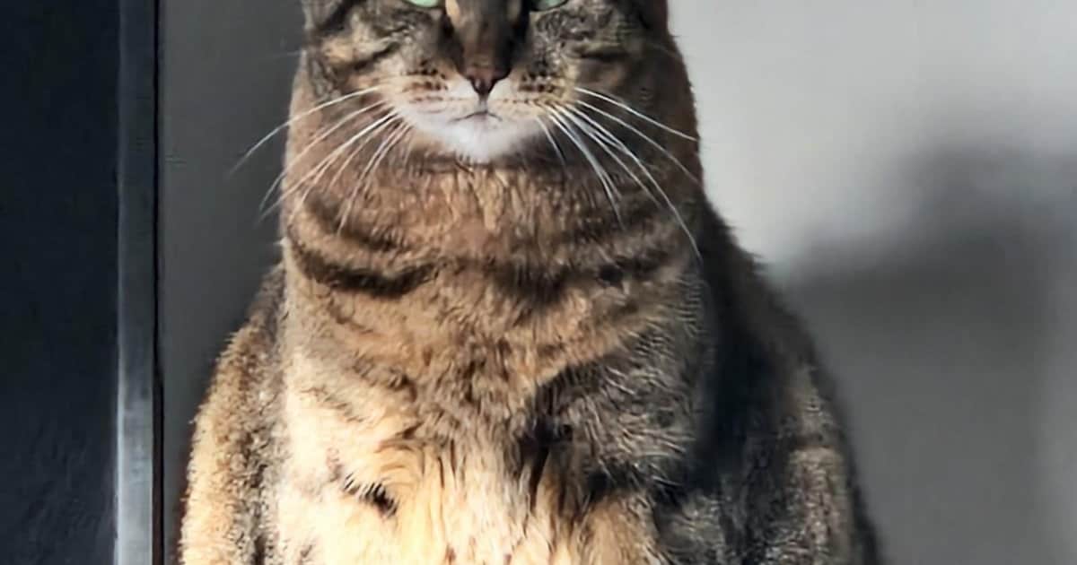 Heb jij Marley gezien? Dit huisdier wordt in Westervoort vermist