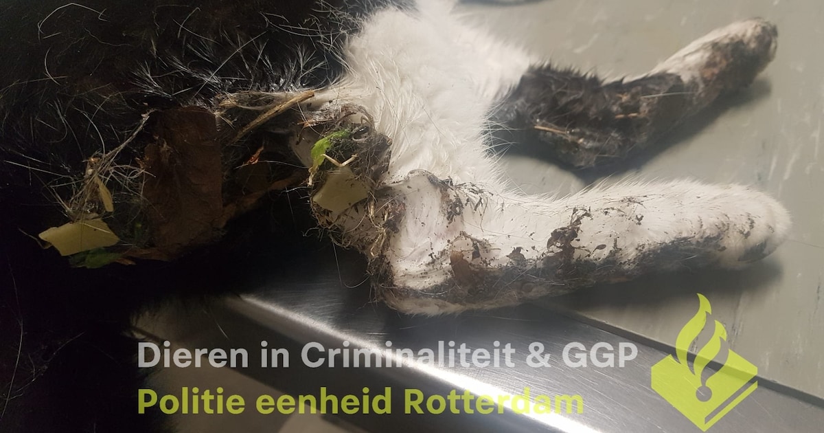Kat keert na uren terug bij baasje: dier zit onder de lijm en op zijn ...
