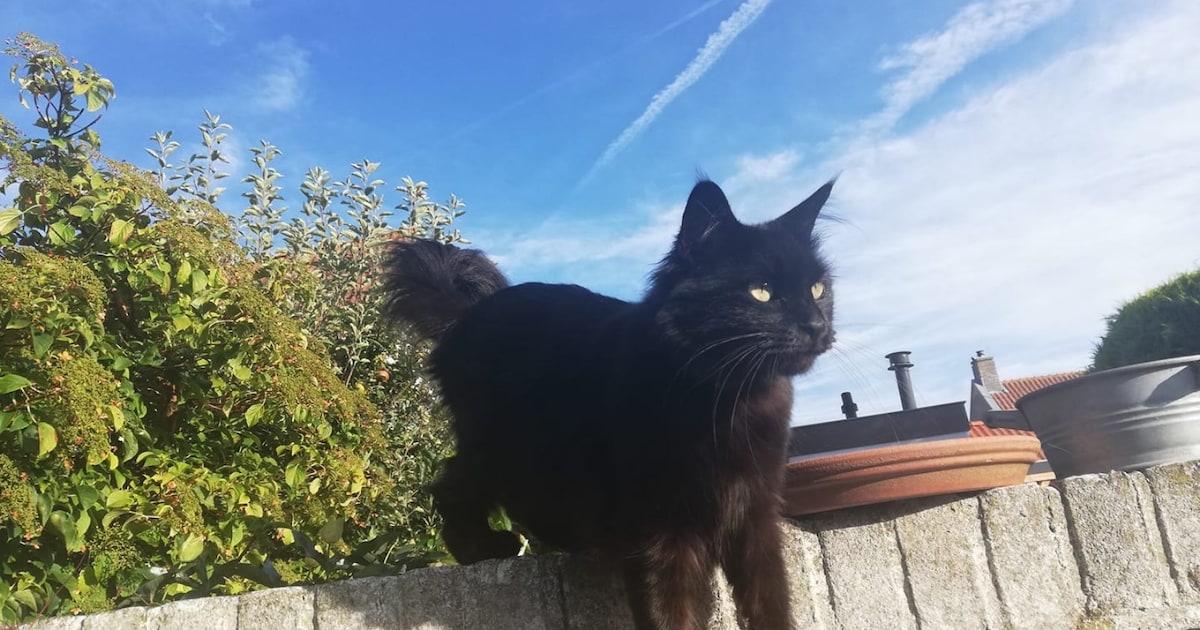 Heb jij Diva, Boeffie of Jacy gezien? Deze vijf huisdieren worden in Katwijk vermist