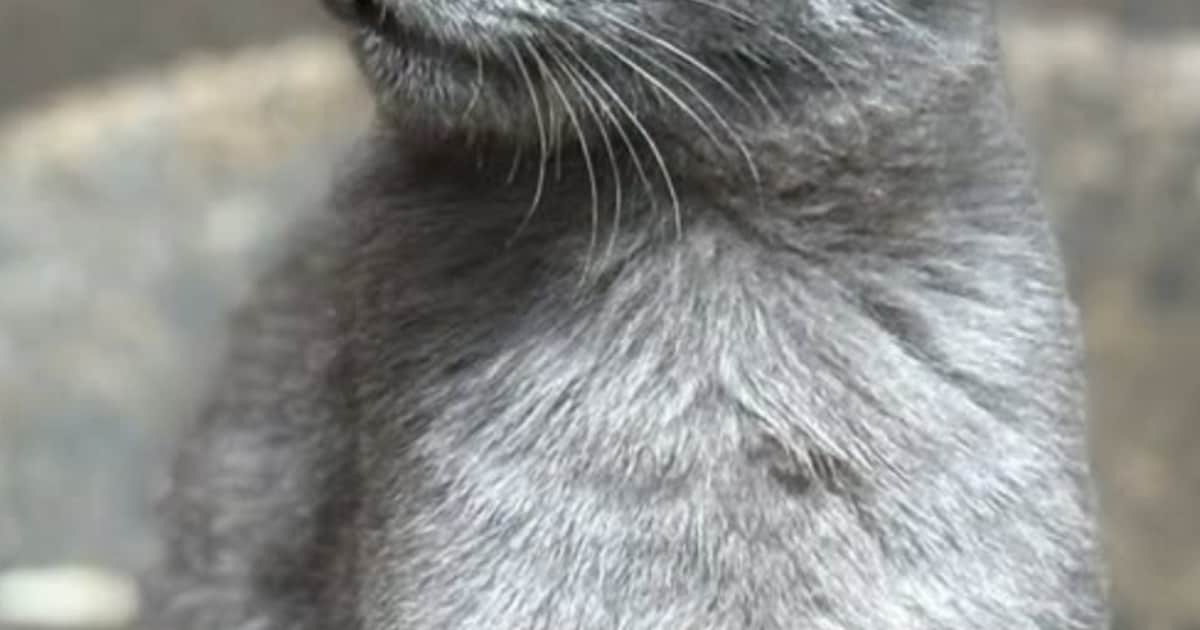 Heb jij Woezie of Grey gezien? Deze twee huisdieren worden in Alphen aan den Rijn vermist