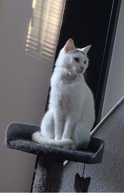 Heb jij Bella, Kropka of Candy gezien? Deze zes huisdieren worden in Gouda vermist