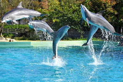 Jongeren bestraft voor inbreken bij Spaans dolfinarium, waar ze in het bassin van de dolfijnen sprongen